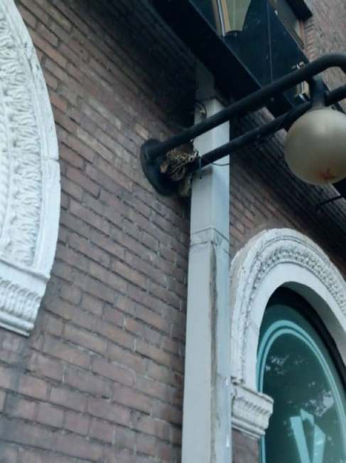 &quot;Остановкой ошибся&quot;: в Киеве на столбе заметили неожиданное животное (фото)