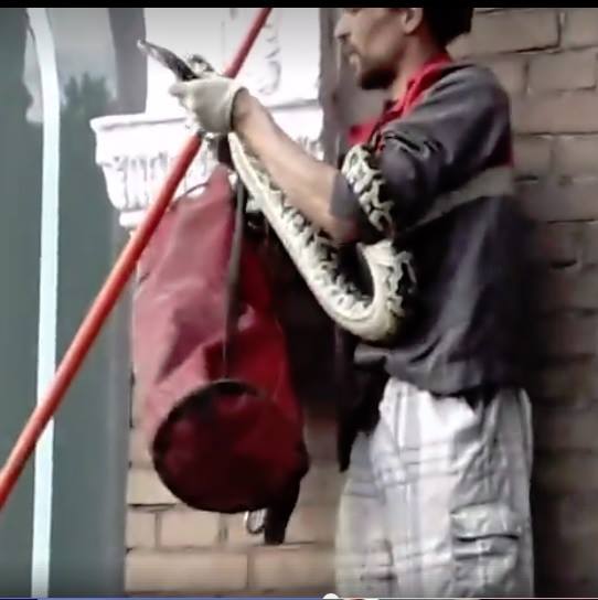 &quot;Остановкой ошибся&quot;: в Киеве на столбе заметили неожиданное животное (фото)