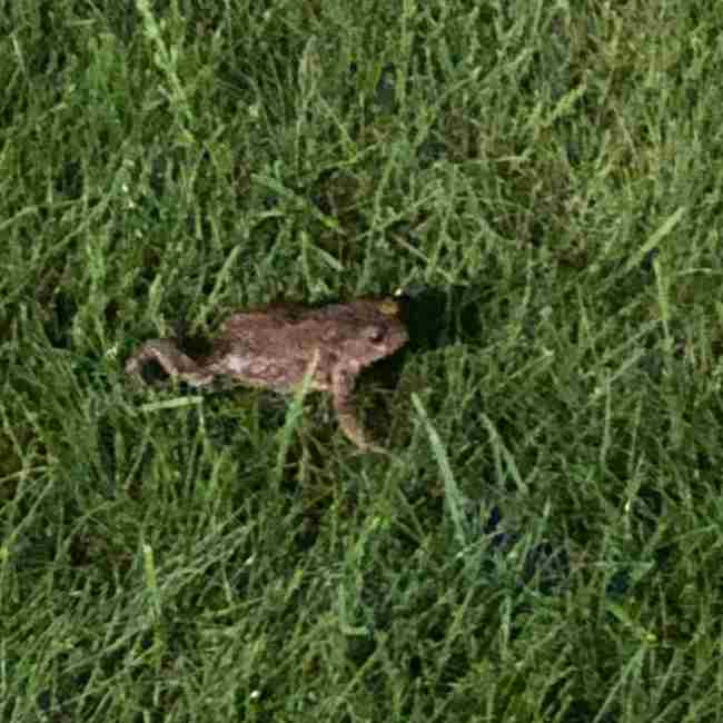 "Що природно, те не бридко": Анастасія Волочкова показала несподіваного вихованця (фото)