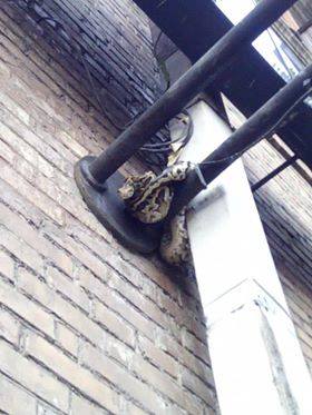 &quot;Остановкой ошибся&quot;: в Киеве на столбе заметили неожиданное животное (фото)