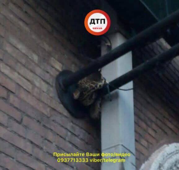 &quot;Остановкой ошибся&quot;: в Киеве на столбе заметили неожиданное животное (фото)