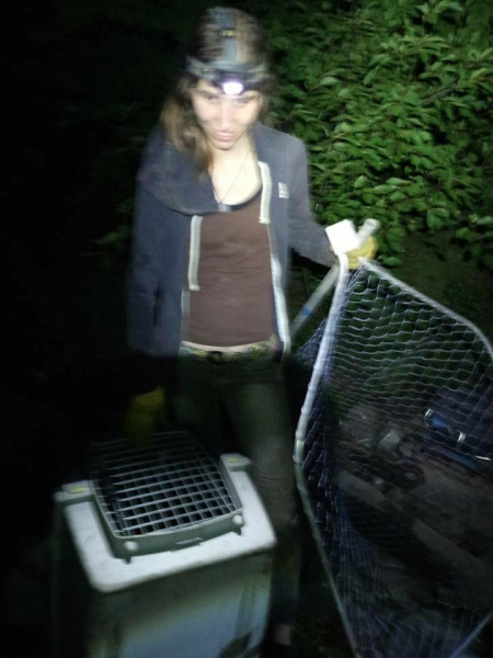 "Спряталась под кучей дров": под Киевом разыскивают хозяев ручной лисы (фото)