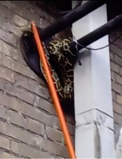 &quot;Остановкой ошибся&quot;: в Киеве на столбе заметили неожиданное животное (фото)