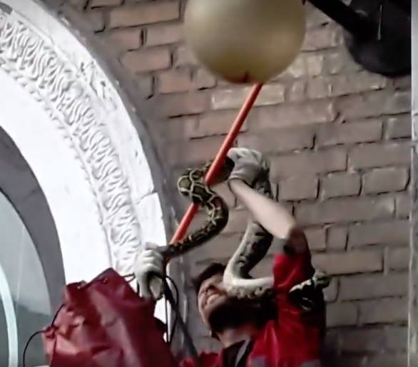 &quot;Остановкой ошибся&quot;: в Киеве на столбе заметили неожиданное животное (фото)