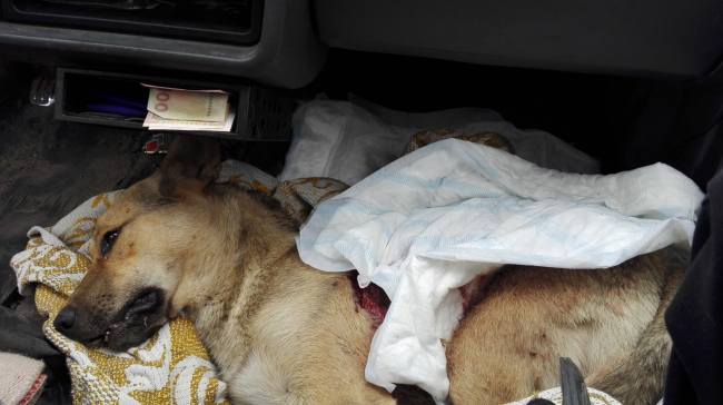 Под Винницей нелюди содрали с живой собаки кожу (фото)