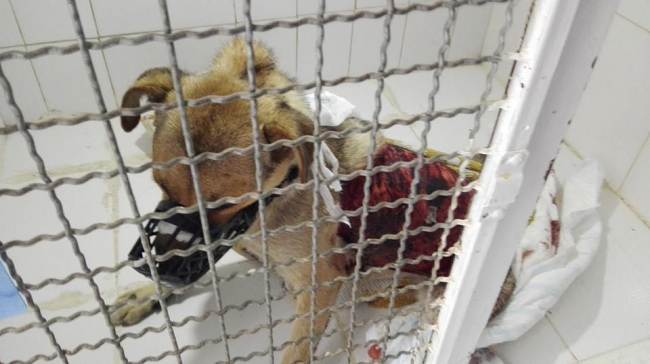 Под Винницей нелюди содрали с живой собаки кожу (фото)