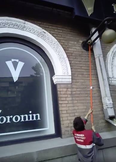 &quot;Остановкой ошибся&quot;: в Киеве на столбе заметили неожиданное животное (фото)