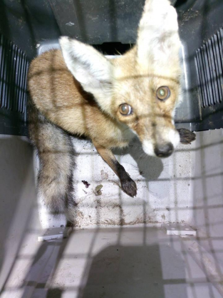 "Спряталась под кучей дров": под Киевом разыскивают хозяев ручной лисы (фото)