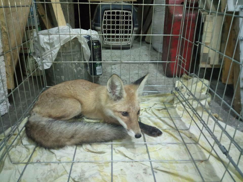 "Спряталась под кучей дров": под Киевом разыскивают хозяев ручной лисы (фото)