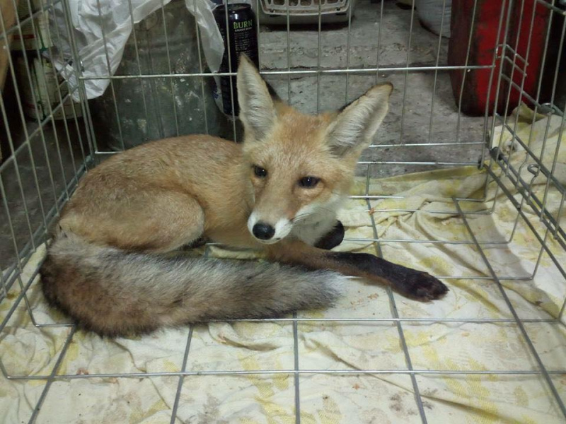 "Спряталась под кучей дров": под Киевом разыскивают хозяев ручной лисы (фото)