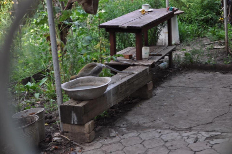 "Сафари на обезьян": под Одессой животные сбежали из зоопарка и неделю грабят дачные участки