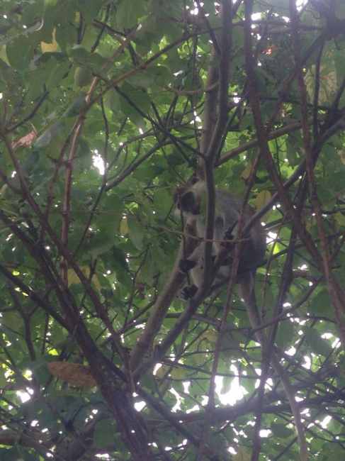 "Сафари на обезьян": под Одессой животные сбежали из зоопарка и неделю грабят дачные участки