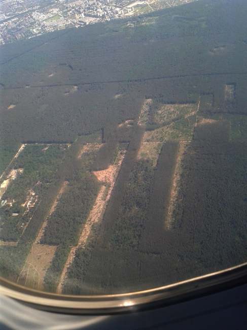 &quot;Варварство і дикість&quot;: в мережі показали кадри вирубки лісу в Києві