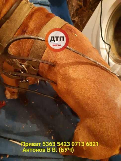 "Просто задовбала ця собака": під Києвом грабіжник проколов вилами тварину