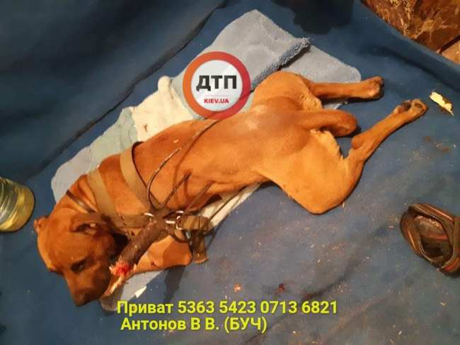 "Просто задовбала ця собака": під Києвом грабіжник проколов вилами тварину