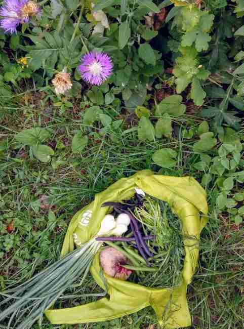 "Месяц без пакета": как украинка решилась на важный эксперимент и что из этого вышло