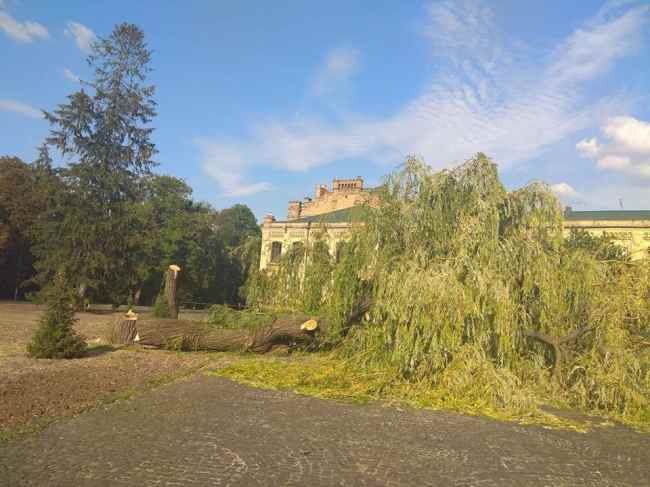 Уничтожение деревьев в парке КПИ: проректор прокомментировал спиливание 100-летних насаждений