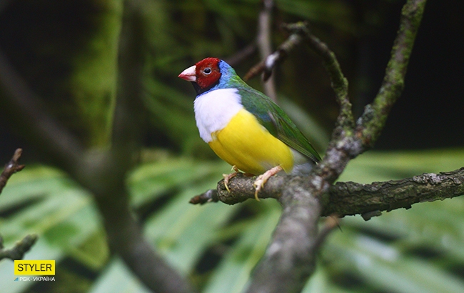 Месяц праздника на ВДНГ: какие развлечения ожидают киевлян в "Зимовій країні"