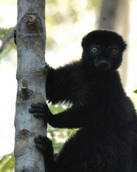 Мадагаскарські лемури опинилися під загрозою вимирання: дослідники забили тривогу (фото)
