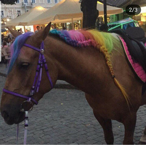 Бизнес на животных: в Одессе издеваются над лошадьми