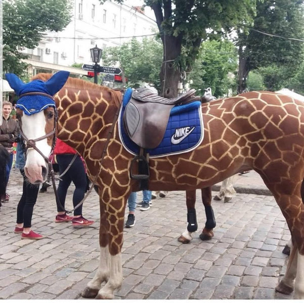 Бизнес на животных: в Одессе издеваются над лошадьми