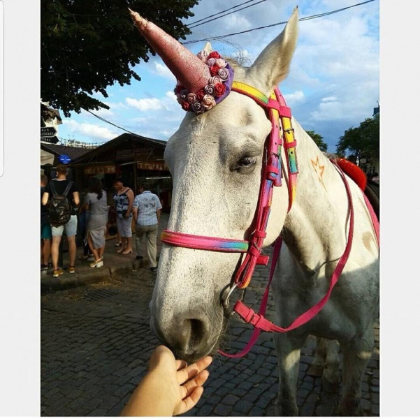 Бизнес на животных: в Одессе издеваются над лошадьми