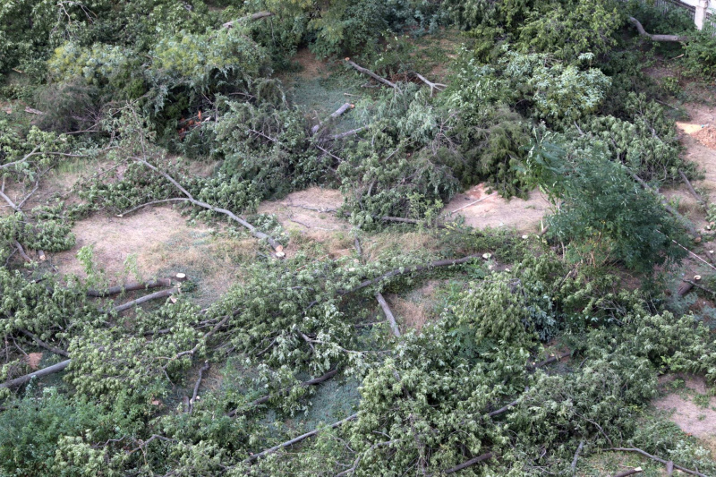 "Уникальный исторический район": в Одессе массово уничтожают деревья ради застройки (видео)