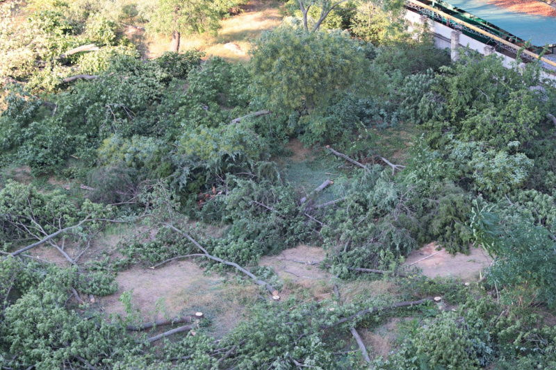 "Уникальный исторический район": в Одессе массово уничтожают деревья ради застройки (видео)