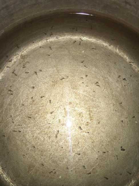 "Чужие живут в трубах": в Кривом Роге из-под крана течет вода с насекомыми (фото, видео)