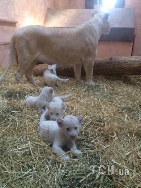 мама с львятами