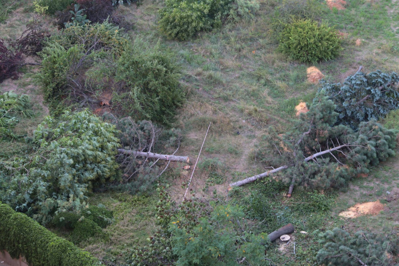 "Уникальный исторический район": в Одессе массово уничтожают деревья ради застройки (видео)