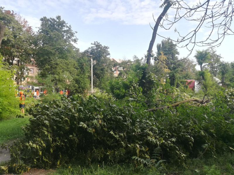 В Запорожье пилят парк в центре города ради постройки ТРЦ (фото, видео)