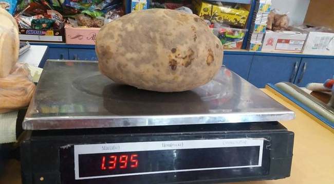 Можно накормить всю семью! Гигантский картофель удивил украинского фермера (фото)