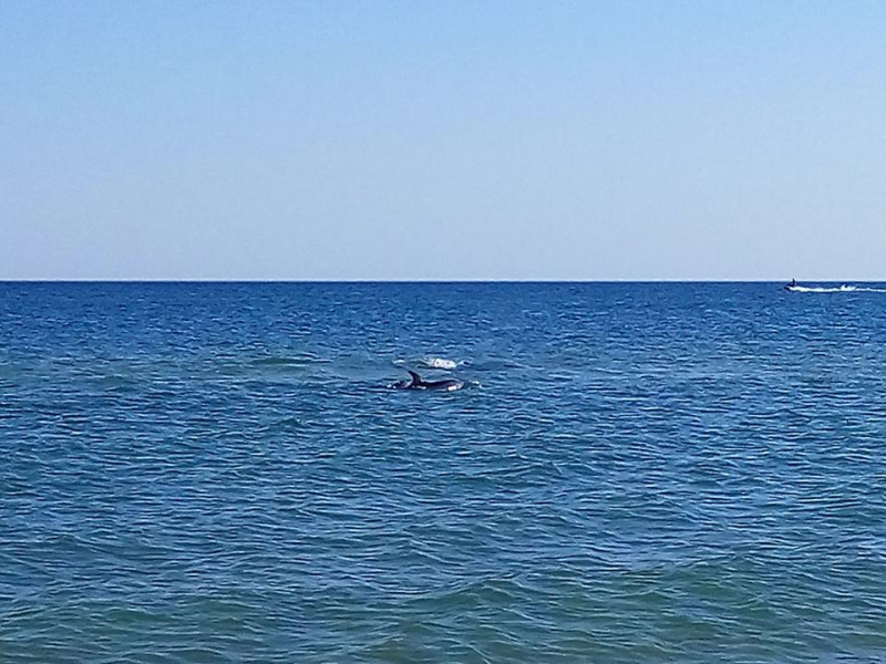 &quot;Еще рядом с ними плавал в июле&quot;: в сети показали незаконный вылов дельфинов в Черном море