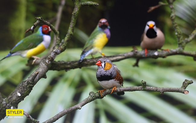 Месяц праздника на ВДНГ: какие развлечения ожидают киевлян в &quot;Зимовій країні&quot;