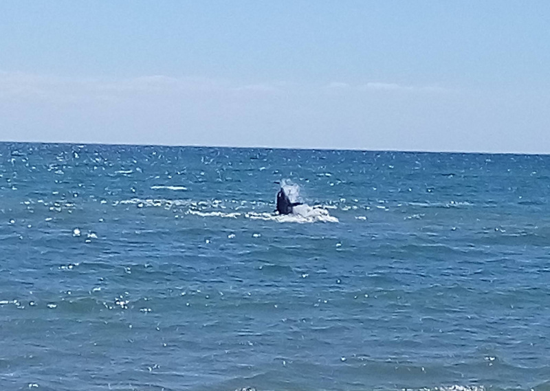 &quot;Еще рядом с ними плавал в июле&quot;: в сети показали незаконный вылов дельфинов в Черном море