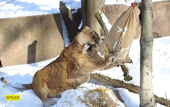 &quot;В поисках адреналина&quot;: в Киевском зоопарке для львов устроили &quot;вкусный квест&quot; (яркие фото)