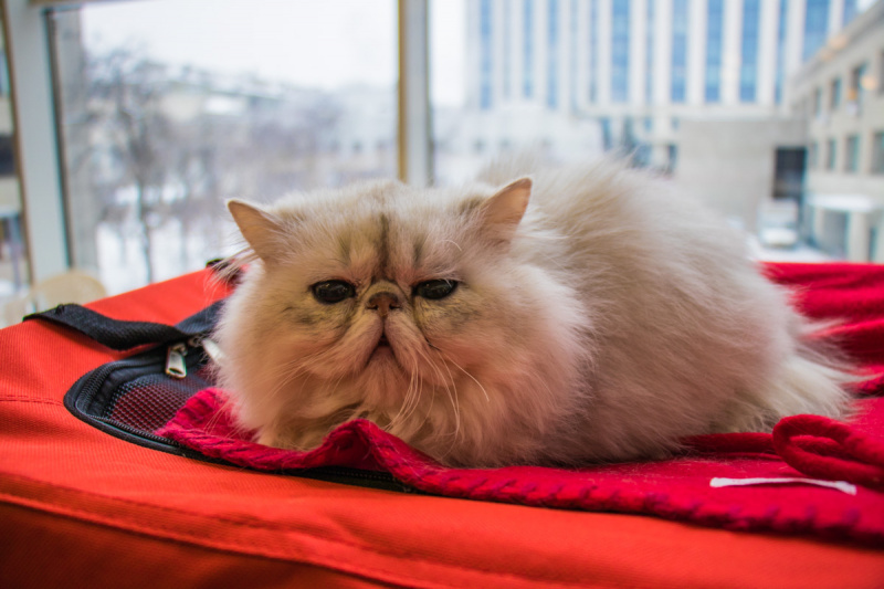 Пушистые экспонаты из разных стран: в Киеве проходит выставка кошек