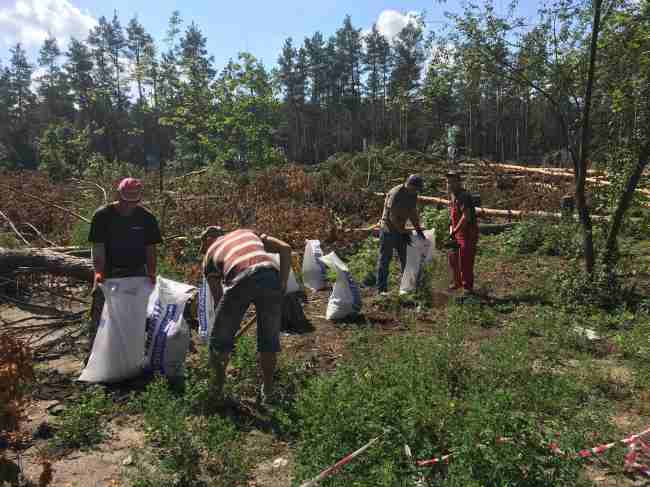 Лес в Гостомеле