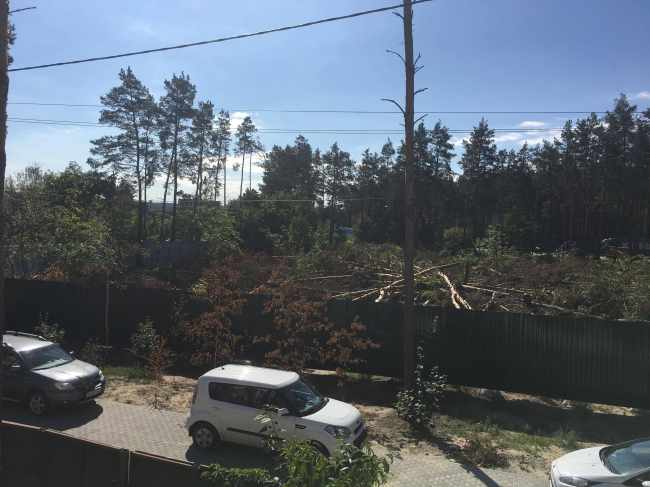 Борьба за участок леса в Гостомеле