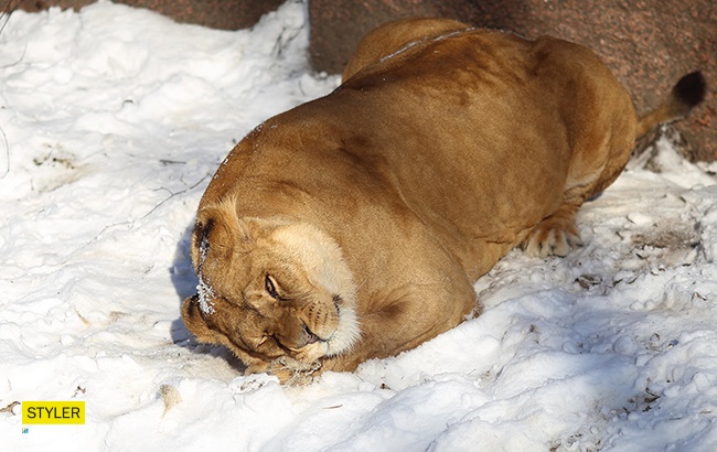 &quot;В поисках адреналина&quot;: в Киевском зоопарке для львов устроили &quot;вкусный квест&quot; (яркие фото)