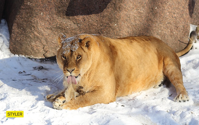 &quot;В поисках адреналина&quot;: в Киевском зоопарке для львов устроили &quot;вкусный квест&quot; (яркие фото)
