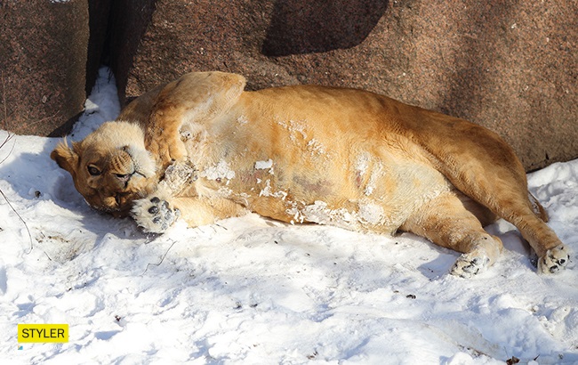 &quot;В поисках адреналина&quot;: в Киевском зоопарке для львов устроили &quot;вкусный квест&quot; (яркие фото)