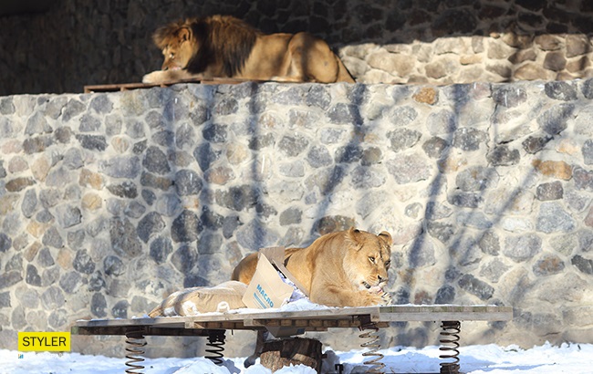 &quot;В поисках адреналина&quot;: в Киевском зоопарке для львов устроили &quot;вкусный квест&quot; (яркие фото)