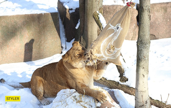 &quot;В поисках адреналина&quot;: в Киевском зоопарке для львов устроили &quot;вкусный квест&quot; (яркие фото)
