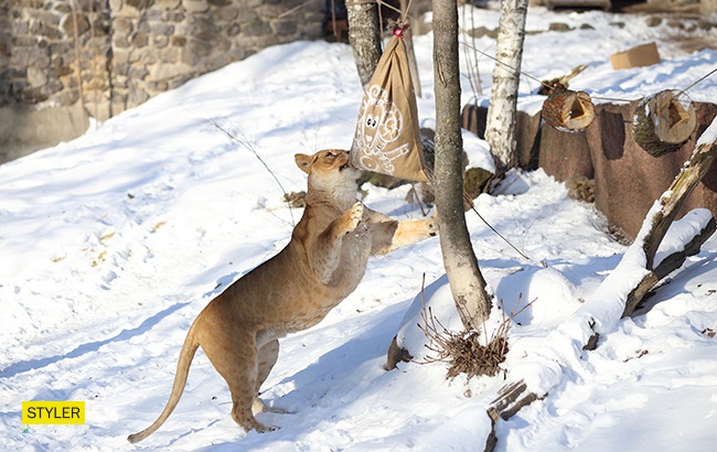 &quot;В поисках адреналина&quot;: в Киевском зоопарке для львов устроили &quot;вкусный квест&quot; (яркие фото)