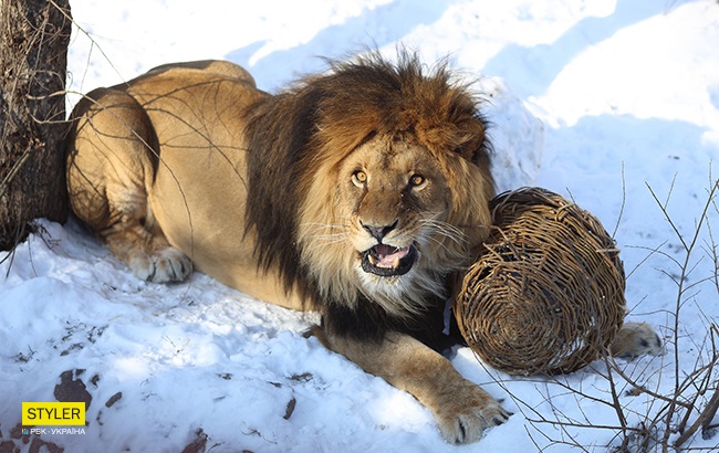 &quot;В поисках адреналина&quot;: в Киевском зоопарке для львов устроили &quot;вкусный квест&quot; (яркие фото)