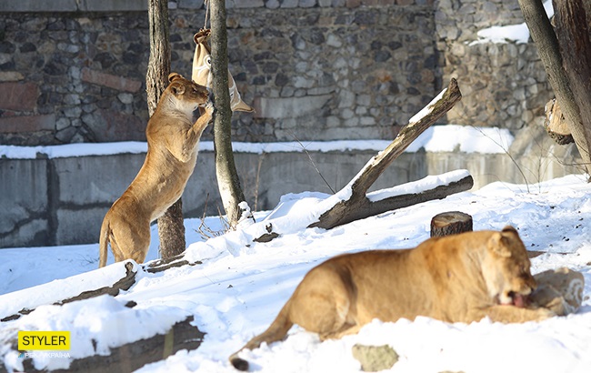 &quot;В поисках адреналина&quot;: в Киевском зоопарке для львов устроили &quot;вкусный квест&quot; (яркие фото)