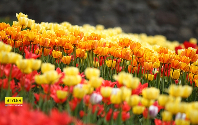 В Киеве открылась уникальная выставка тюльпанов "Вокруг света" (яркий фоторепортаж)
