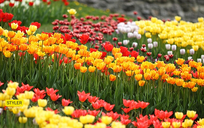 В Киеве открылась уникальная выставка тюльпанов "Вокруг света" (яркий фоторепортаж)